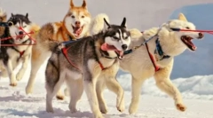 Delo psa: pasme psov